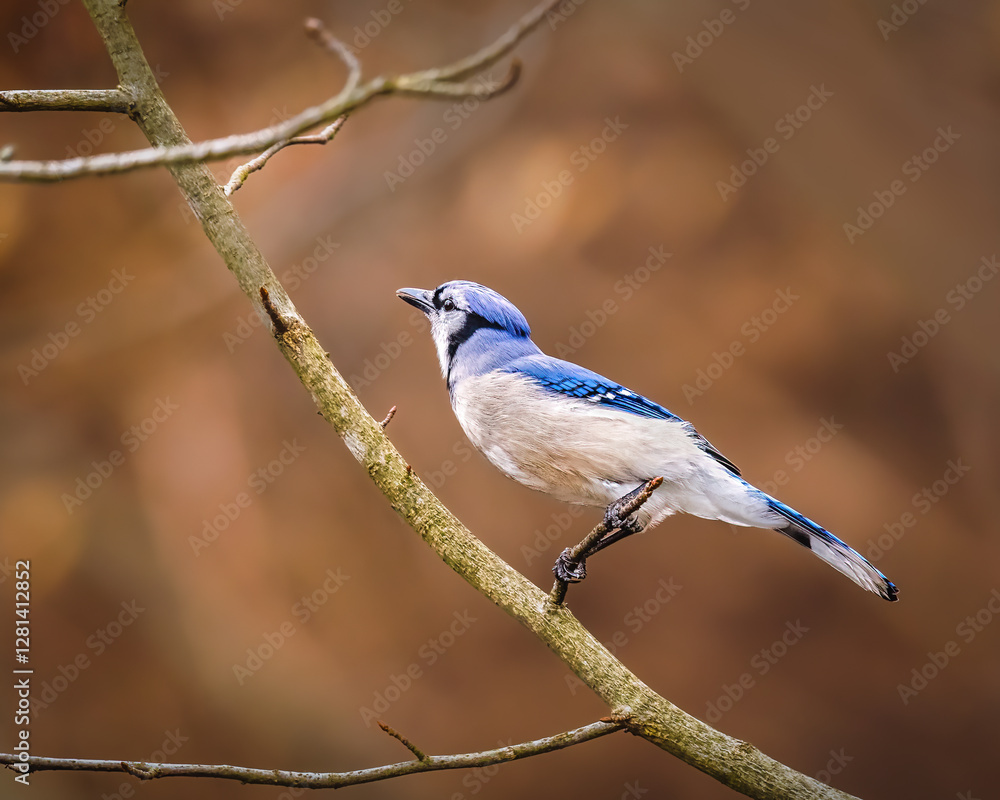 A blue jay perches gracefully on a slender branch, its vibrant blue and white feathers standing out against the soft, blurred brown background. The bird appears alert, its head tilted slightly upward