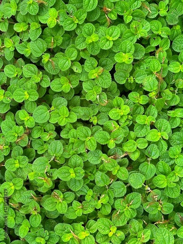 Wallpaper Mural Top view of green leaf plants in daytime Torontodigital.ca