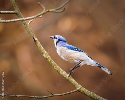 Obraz na płótnie A blue jay perches gracefully on a slender branch, its vibrant blue and white feathers standing out against the soft, blurred brown background. The bird appears alert, its head tilted slightly upward w salonie