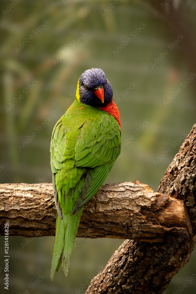 Naklejka premium Australian parrot on branch in a zoo