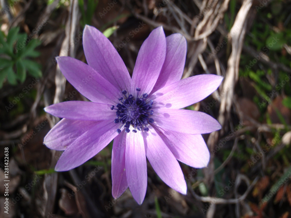 Fototapeta premium Fiore selvatico