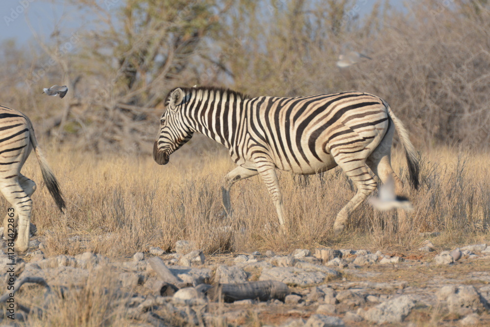 Obraz premium In the foreground, there are zebras with their characteristic striped coats that create a fascinating visual effect.