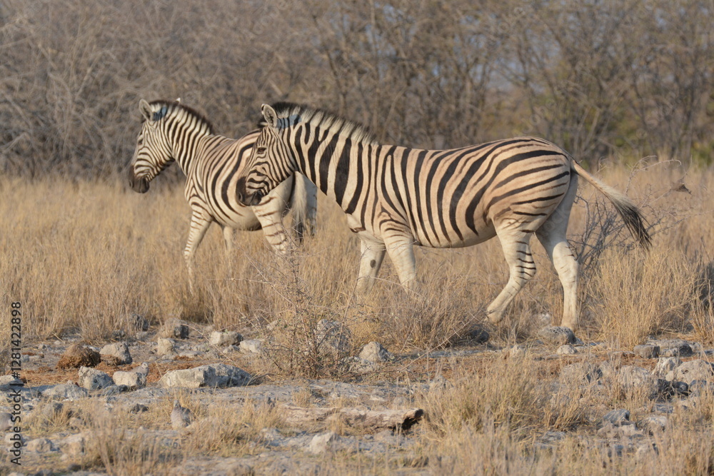 Obraz premium In the foreground, there are zebras with their characteristic striped coats that create a fascinating visual effect.