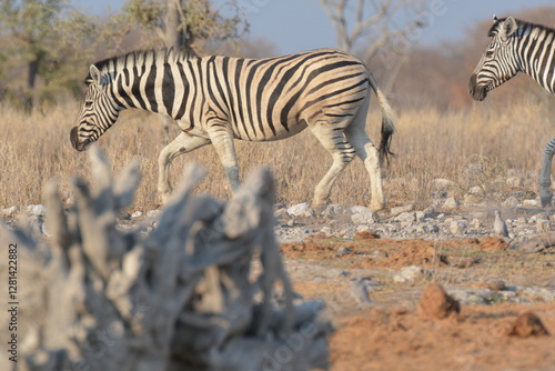 Billede på lærred In the foreground, there are zebras with their characteristic striped coats that create a fascinating visual effect