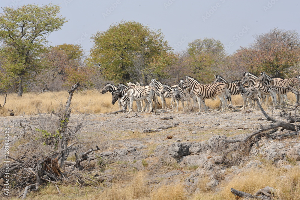 Naklejka premium In the foreground, there are zebras with their characteristic striped coats that create a fascinating visual effect.