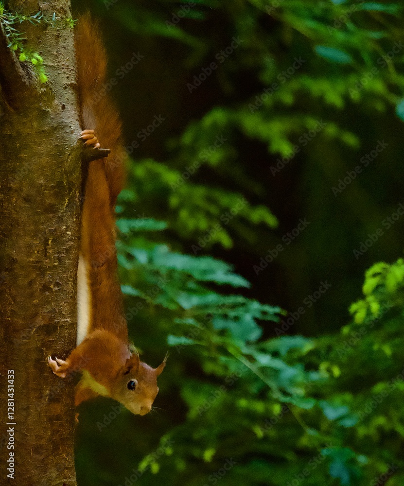 Obraz premium Red Squirrel watching camera from tree