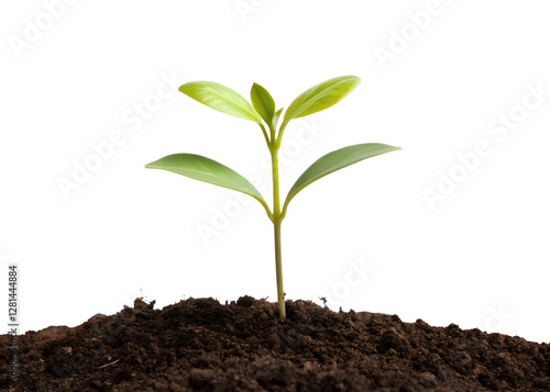 Wallpaper Mural Young seedling plant growing from soil on white, new plant sprouting from soil on white backdrop, Cut Out Torontodigital.ca