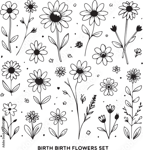 Adobe Illustrator Artwork outline black and white line art, lineart, doodle flower. set of contour floral of cosmos, Chamomile, daisies,  stems, herbs, leaves decorative elements