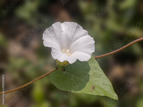 white flower on green background,Beautiful white trumpet-shaped flowers Calystegia silvatica. large bindweed. photo