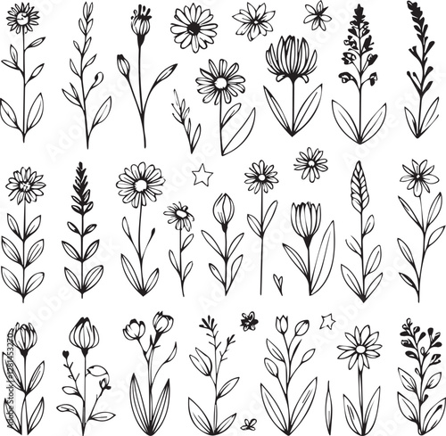 Adobe Illustrator Artwork outline black and white line art, lineart, doodle flower. set of contour floral of cosmos, Chamomile, daisies,  stems, herbs, leaves decorative elements