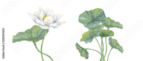 Foto White Lotus flower and green Leaf with curving stems watercolor illustration
