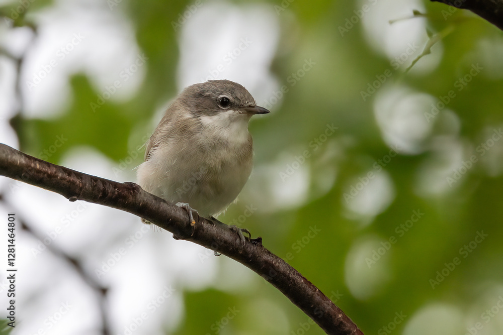 Lesser Whitethroat Lesser Whitethroat