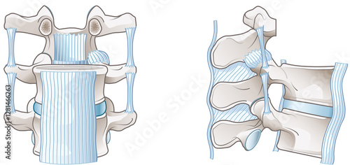 Vertebral ligaments of the spine providing stability, flexibility, and supporting spinal movement and posture, medically illustration, labeled