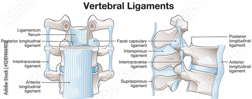 Vertebral ligaments of the spine providing stability, flexibility, and supporting spinal movement and posture, medically illustration, labeled
