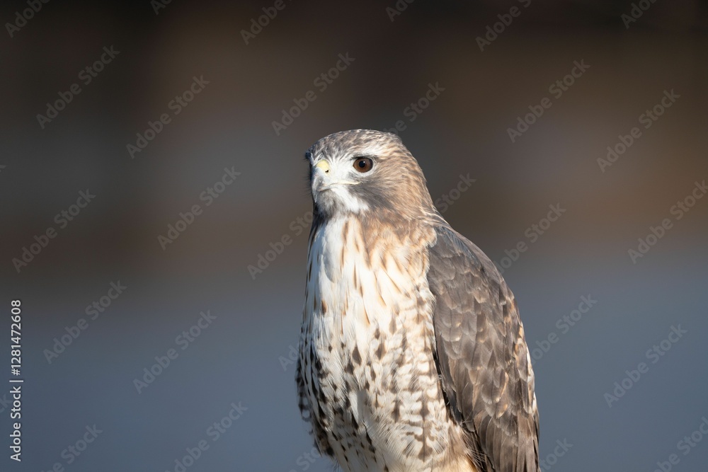 Close-up of a majestic hawk with detailed feathers. Close-up of a majestic hawk with detailed feathers.