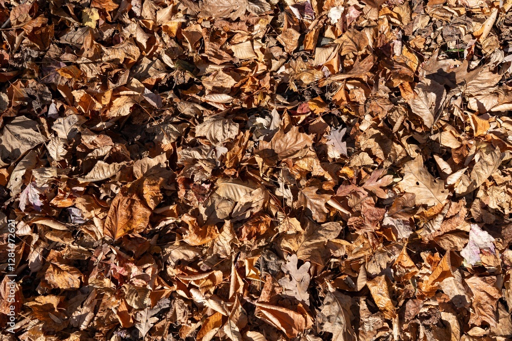 Close-up of dry brown leaves on ground Close-up of dry brown leaves on ground