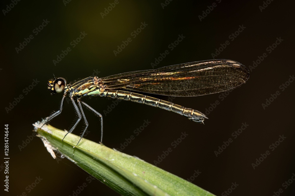 Dragonfly on a Leaf Close-Up Dragonfly on a Leaf Close-Up
