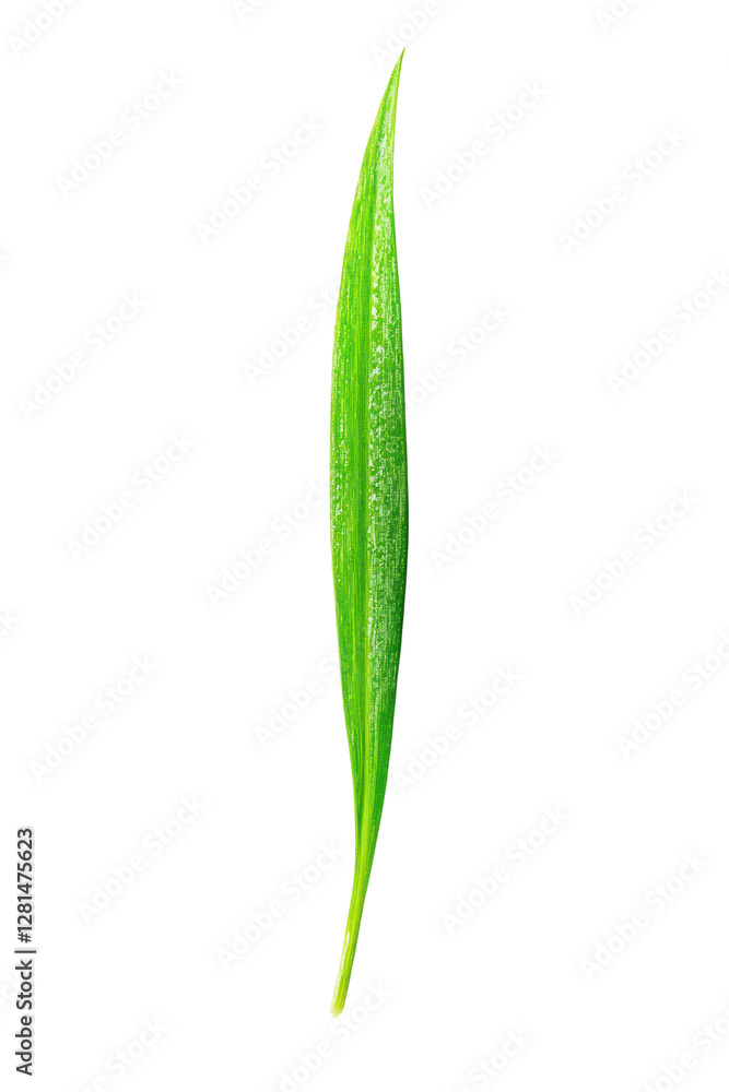 Isolated Green Grass Blade Isolated Green Grass Blade