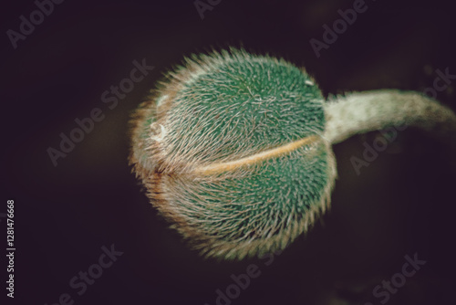 A close-up of a green, hairy bud on a dark background. The bud appears to be in the early stages of blooming, with a visible seam running down the middle where it will eventually open. photo