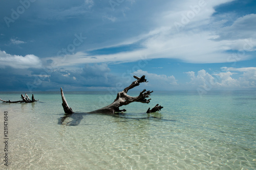A dead tree in the shallow, crystal-clear water of a tropical beach