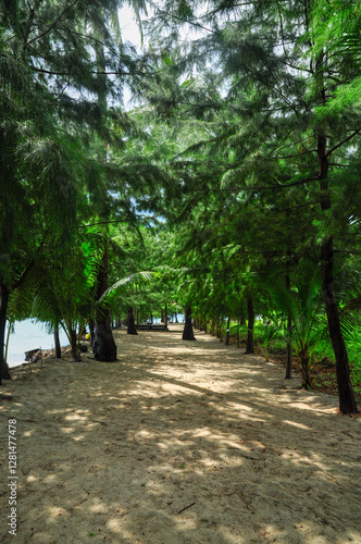Lush vegetation of trees on the beach - Beach Sheoak, Casuarina equisetifolia