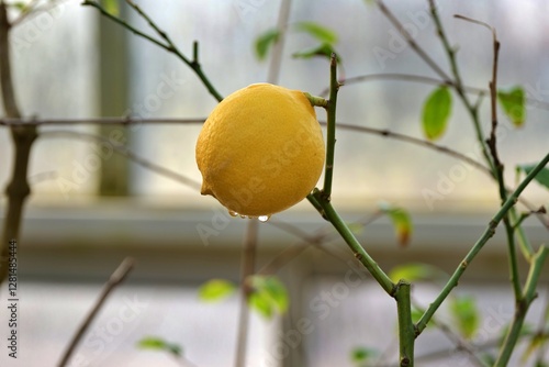 레몬, 과일, 먹을것, 고립시키는, 감귤류, orange, yellow, 백, 익는, 건강한, 신선, 과일, 그레이프프루트, 나무, green, 수분이 많은, 비타민, 규정식, 유기농, 새로운, 주스, 건강, 변색