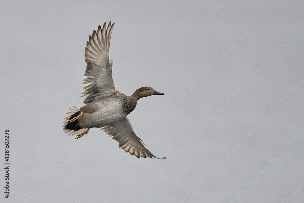 Male Gadwall (Anas strepera) coming in to land on a lagoon on the Somerset Levels in Somerset, United Kingdom. Male Gadwall (Anas strepera) coming in to land on a lagoon on the Somerset Levels in Somerset, United Kingdom.