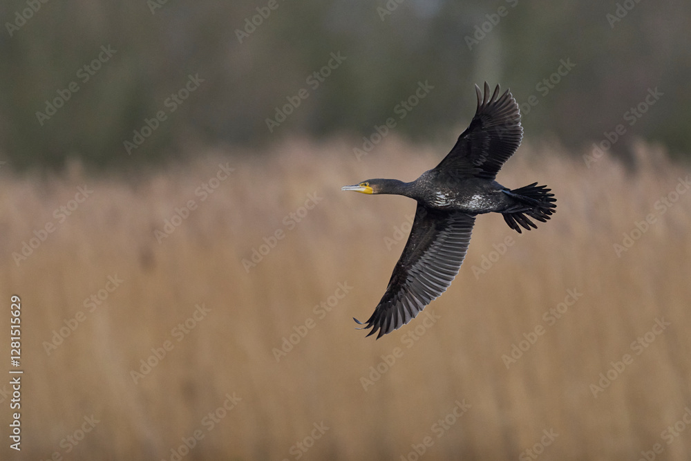 Cormorant (Phalacrocorax carbo) in flight over the marsh land of the Somerset Levels in Somerset, United Kingdom. Cormorant (Phalacrocorax carbo) in flight over the marsh land of the Somerset Levels in Somerset, United Kingdom.