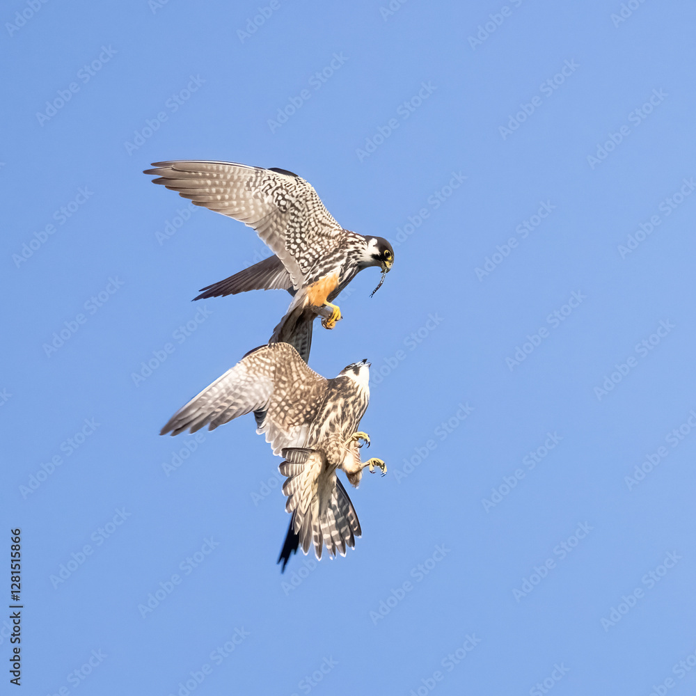 Obraz premium Eurasian Hobby