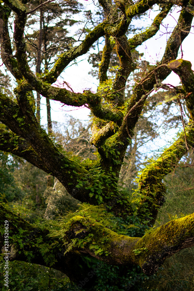 Fototapeta premium green moss on the tree / moss on the tree / forest