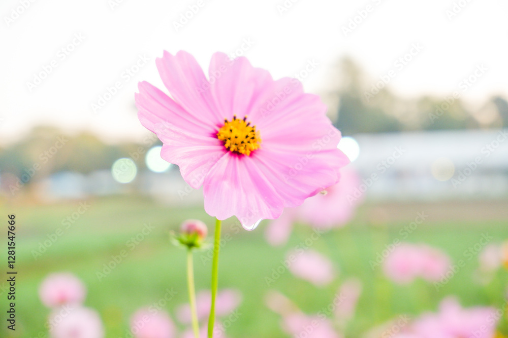 Beautiful cosmos flowers blooming in garden,wild pink cosmos flowers in spring day,view of the various cosmos flowers,Selective focus.