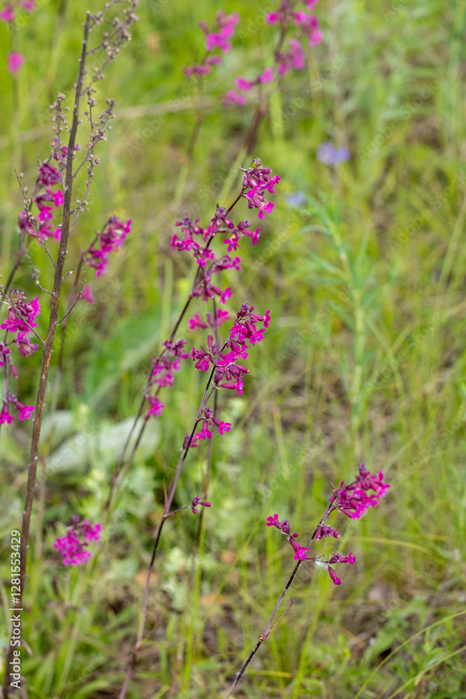 Purple royal catchfly blooming in green meadow Purple royal catchfly blooming in green meadow