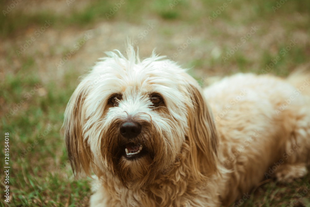 portrait of young white tibetan terrier puppy dog portrait of young white tibetan terrier puppy dog
