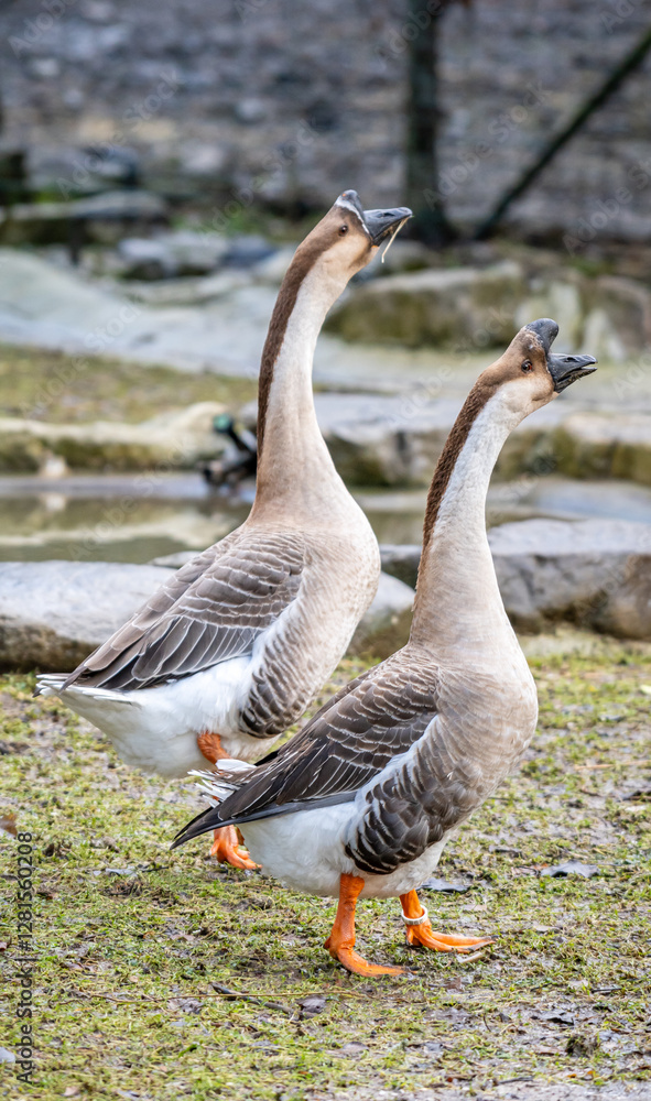 Two geese walking together in a natural outdoor setting Two geese walking together in a natural outdoor setting