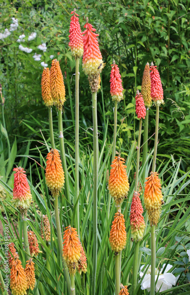 Kniphofia uvaria blooms in the garden Kniphofia uvaria blooms in the garden