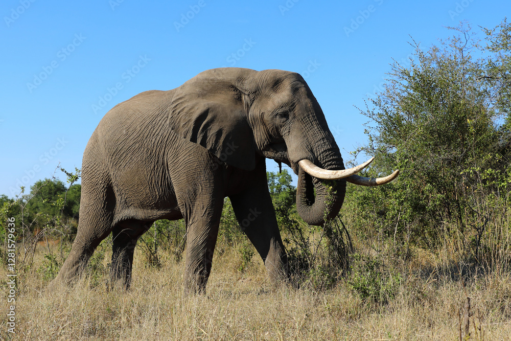 Fototapeta premium Afrikanischer Elefant / African elephant / Loxodonta africana