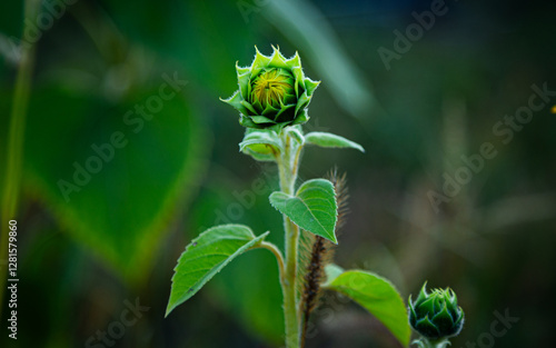 A small sunflower grows in a field