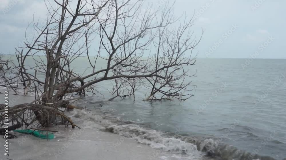 trees that died due to sea water abrasion trees that died due to sea water abrasion