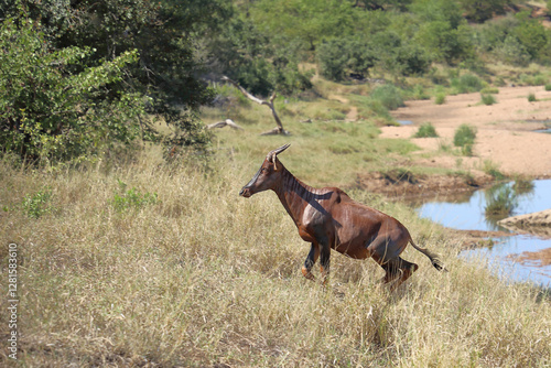 Leierantilope oder Halbmondantilope / Common tsessebe / Damaliscus lunatus. photo