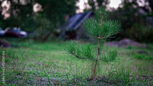 A small pine tree grows in a clearing, rich colors