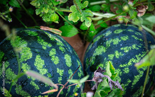 Two small watermelons are lying in the grass