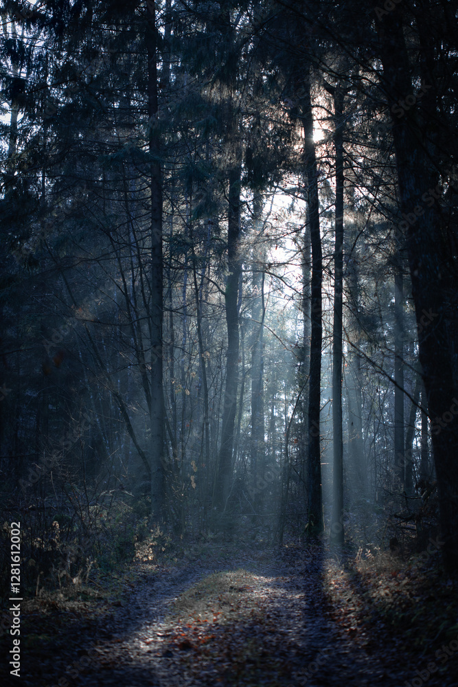 Mystical Forest Path – Sunbeams and Shadows. Mystical Forest Path – Sunbeams and Shadows.