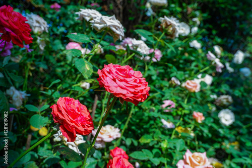 Wallpaper Mural Multicolored rose in flower garden,Сolorful roses in rose garden and wooden window,English roses of different colors in english garden. Torontodigital.ca