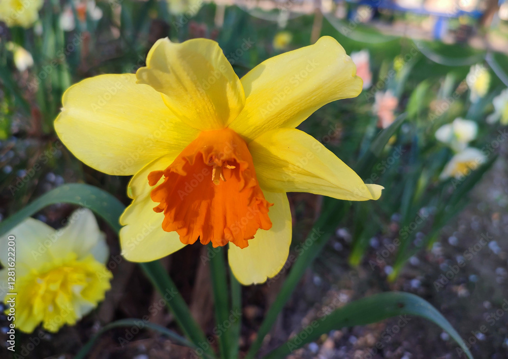 Narcissus close up. Beautiful flower with white orange petals, stamens Narcissus close up. Beautiful flower with white orange petals, stamens