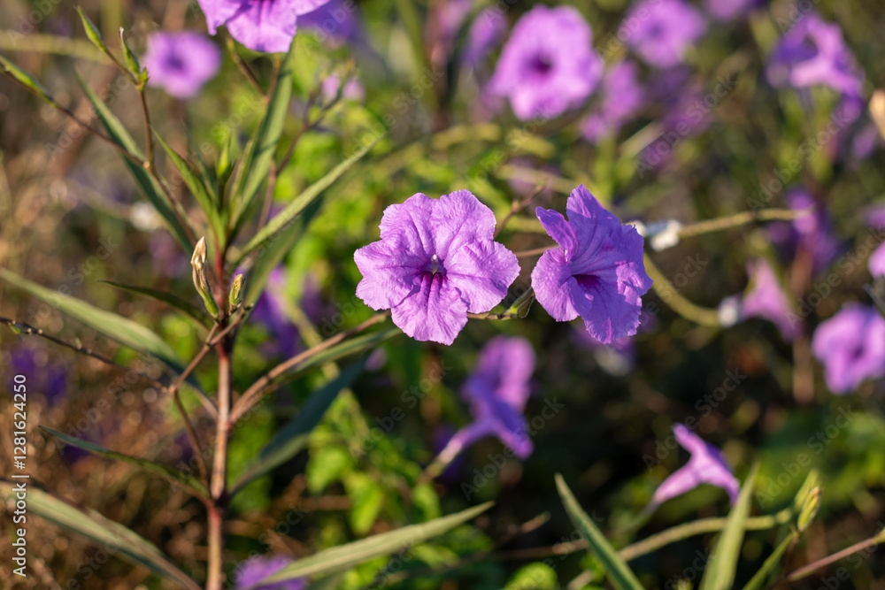 purple ruellia tuberosa flowers in nature in the sunset light purple ruellia tuberosa flowers in nature in the sunset light