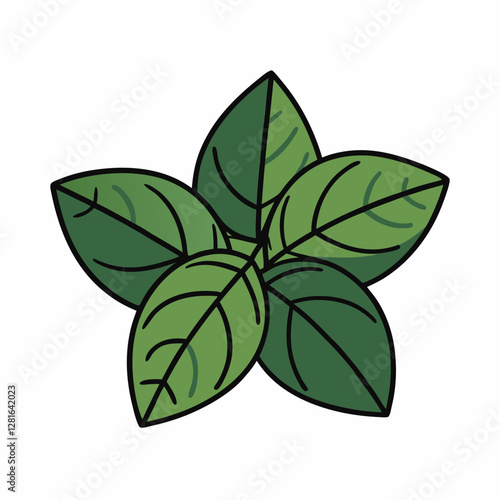 Fresh basil leaves arranged in a star pattern on white surface. Vibrant green herbs display natural veins and textures. Modern minimalist botanical design. Concept: Restaurant, organic market, wellnes