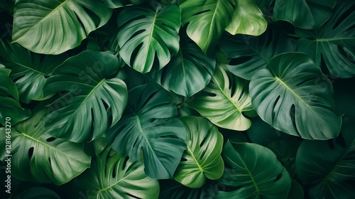 Wallpaper Mural Luxury tropical leaves pattern with exotic monstera and philodendron leaves, seamless wallpaper design with vibrant green hues and soft textures  Torontodigital.ca