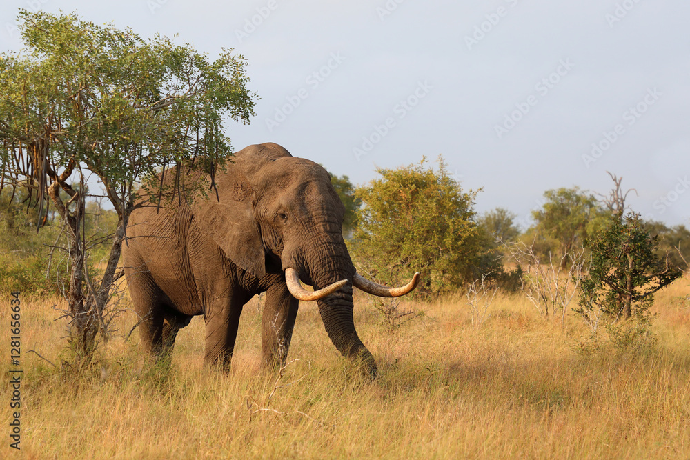 Fototapeta premium Afrikanischer Elefant / African elephant / Loxodonta africana..
