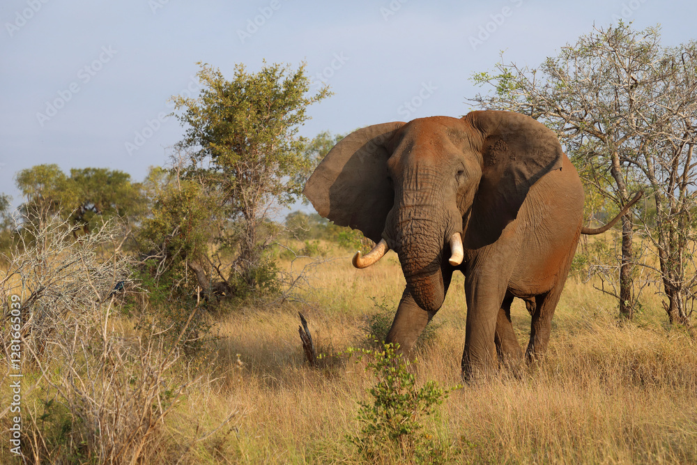 Afrikanischer Elefant / African elephant / Loxodonta africana.. Afrikanischer Elefant / African elephant / Loxodonta africana..