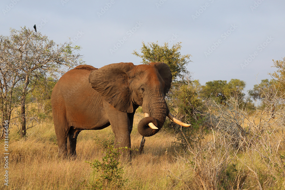 Fototapeta premium Afrikanischer Elefant / African elephant / Loxodonta africana..